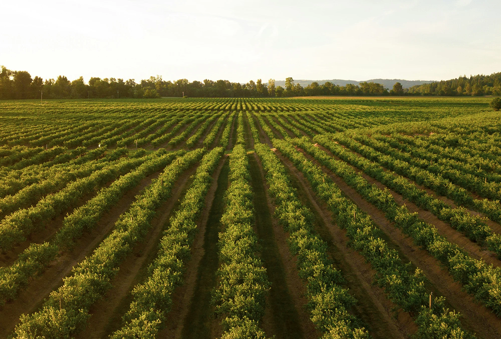 ARC Training Centre in Predictive Breeding for Agricultural Futures About